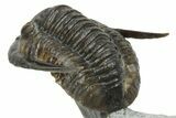Amazing Cornuproetus Trilobite - Rock Removed Under Shell #230522-6